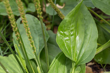 Plantain flowering plant with green leaf. Plantago major broadleaf plantain © Olga Ionina
