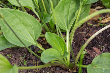 Plantain flowering plant with green leaf. Plantago major broadleaf plantain
