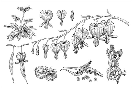 Sketch Floral. Bleeding Heart flower, Seed pod and Root  drawings ( Dicentra Spectabilis). Black and white with line art on white backgrounds. Hand Drawn Botanical Illustrations.Nature Vector. 