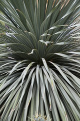 Fototapeta premium palm leaves
