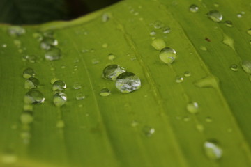 Rain drop / water on the banana leaf