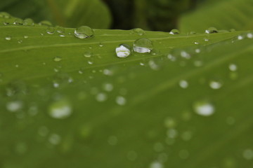 Rain drop / water on the banana leaf