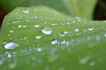 Rain drop / water on the banana leaf