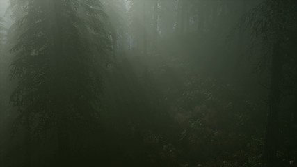 8K Misty Spring Morning in Pine Tree Forest