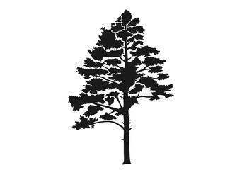 conifer tree silhouette. nature design element. pine isolated vector image