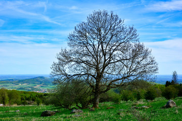 Fototapeta na wymiar Green landscape with a big tree, stones, blue sky