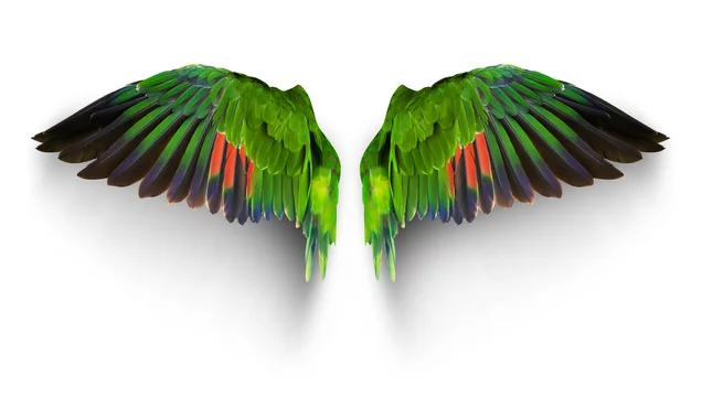 Wings of Large Flying Parrot on White with Green Feathers Stock  Illustration - Illustration of feather, generated: 272960454