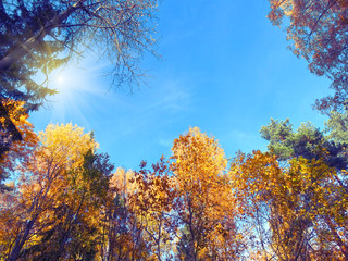 autumn background forest with oak birch trees and sunny beams