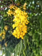 yellow flowers