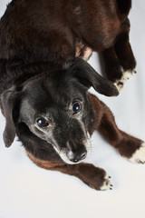 Black dachshund lies on a white background and looks at the camera. Close-up