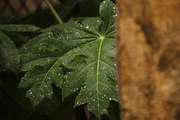 Rain drops / water in the papaya leaf
