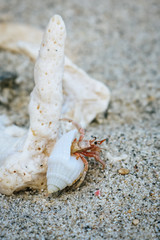 Little Hermit Crab crawling out of a white sea shell, Mauritius.