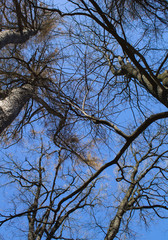 Leafless tree brunches on the nature blue-sky background. Ecology landscape spring season.