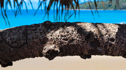 Palm tree branch with beach in the background