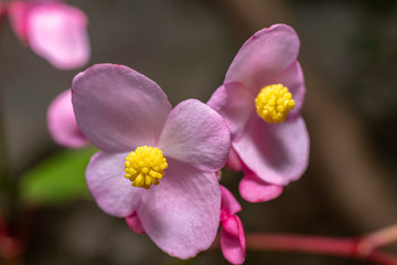 Colorful Begonias Semperflores blossoms, pink and yellow.