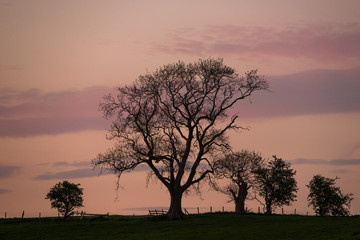 Fototapeta na wymiar Dusk silhouette of trees, part of a fields fence
