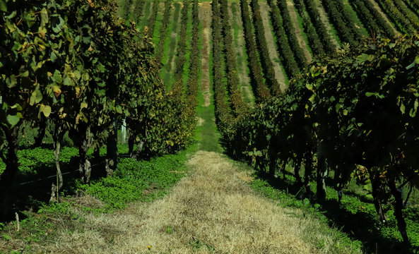 Endless Vineyard Aisle Before A Wine Testing