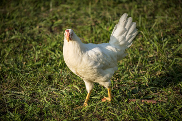 Young leghorn chicken in free range farm.