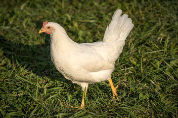 Young leghorn chicken in free range farm.
