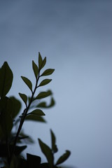 green leaves and blue sky