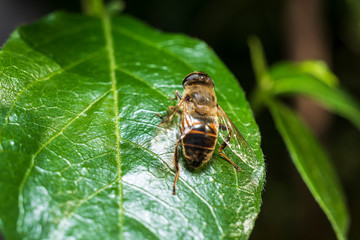 Apis mellifera (Western honey bee) on a leaf