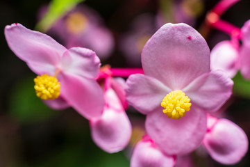 Fototapeta na wymiar Colorful Begonias Semperflores blossoms, pink and yellow