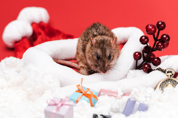 selective focus of small rat near red berries and gifts isolated on red