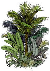 Naklejki  Tropikalna karta z bujnymi palmami. Oaza scenerii. Ręcznie rysowane wektor ilustracja na białym tle.