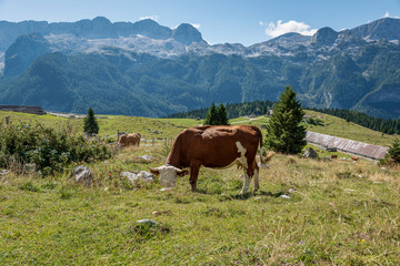 Fototapeta na wymiar Cow grazing grass in free range breeding, on the Montasio Plateau. The Kanin Massif in background.