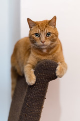 Big old ginger male cat with green eyes lying on top of the backrest of a brown chair balancing...