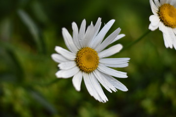 Garten-Margerite (Leucanthemum maximum)