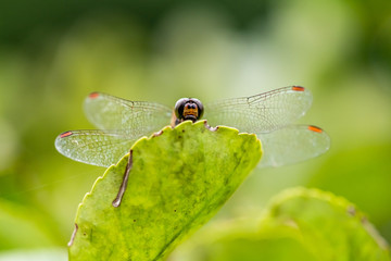 Closeup of a dragonfly resting on a green leaf