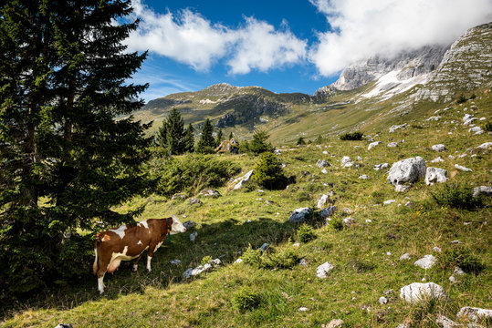 Cow seeking cooling in the shadow of a conifer tree, on the pastures Montasio Plateau in summer.