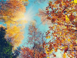 Naklejka na ściany i meble autumn background forest with oak birch trees and sunny beams