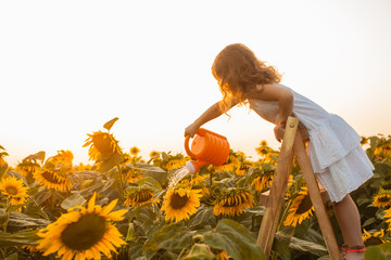 The girl cares about sunflowers at the sunset