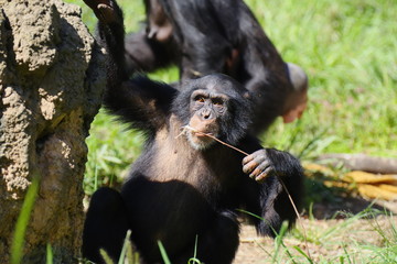 遊ぶチンパンジーの子供