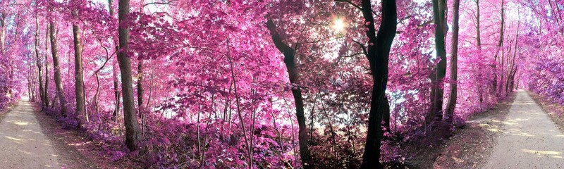 Beautiful fantasy infrared landscape panorama in pink and purple colors