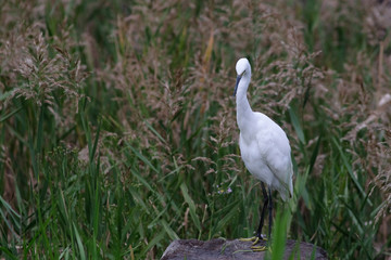 Fototapeta premium egret in grass