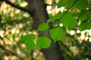 colorful autumn leaves on tree