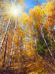 autumn background forest with oak birch trees and sunny beams
