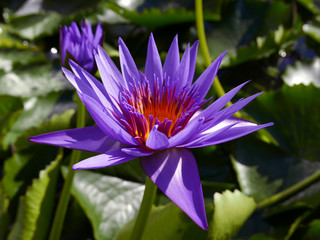 fiore di loto violaceo illuminato dal sole nel suo fogliame © tiziana
