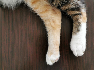 Obraz premium Cat legs and paws on wood background. Cat laying down and sleeping on the table. Copy space is on the left side.