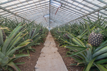 Sweet pineapples growing indoors on a  farm in the greenhouse on the Azores, Sao Miguel island