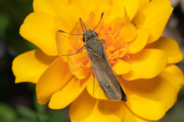 蜜を吸う