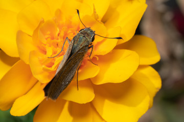 蜜を吸う