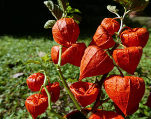 bellissimi fiori arancioni brillanti al sole con lo sfondo di un giardino