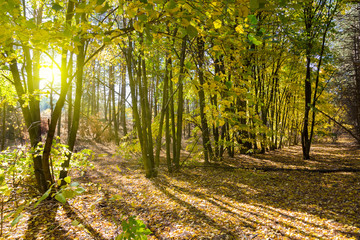 Golden autumn in forest.