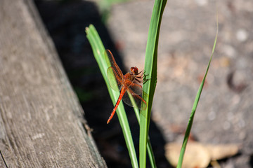 dragonfly on leaf