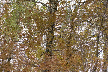 Fototapeta premium birch in autumn