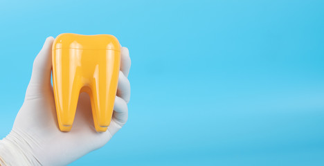 The dentist holds a yellow plastic tooth model. As an example for patients to study clean teeth.